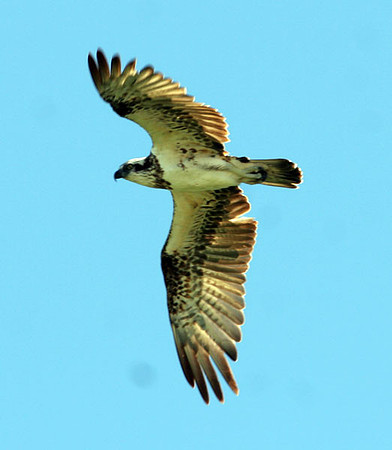 Eastern Osprey (Pandion cristatus)