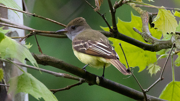 Great Crested Flycatcher (Myiarchus crinitus)