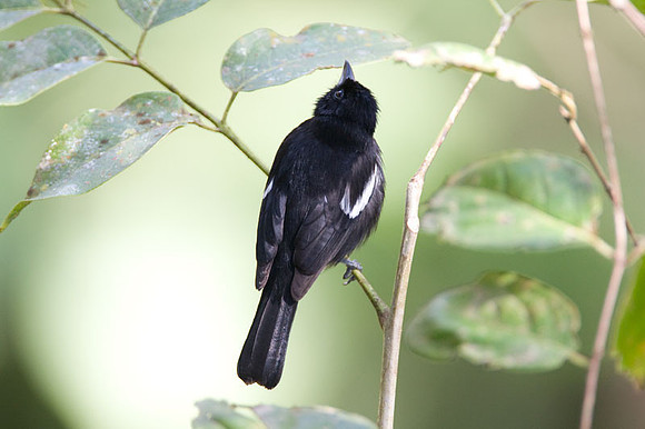 White-shouldered Tanager (Tachyphonus luctuosus) male