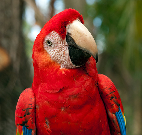 Scarlet Macaw (Ara macao) captive
