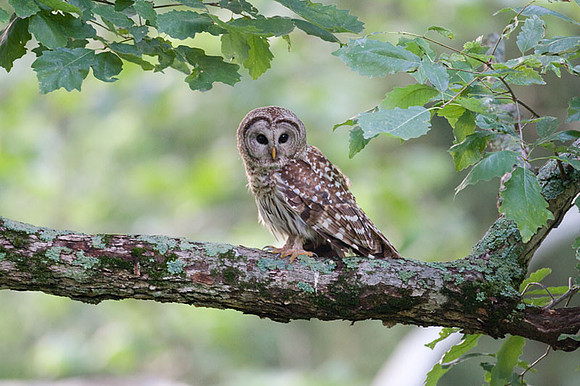Barred Owl (Strix varia)