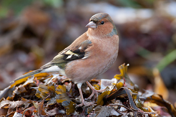 Chaffinch (Fringilla coelebs) male