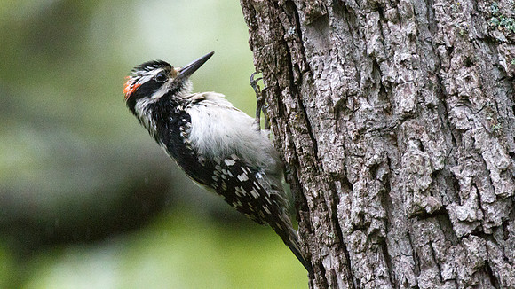 Hairy Woodpecker (Picoides villosus)