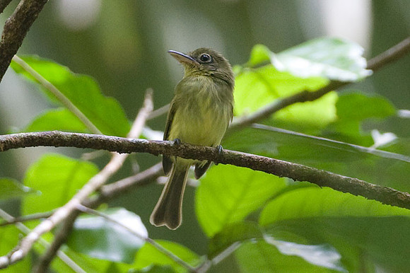 Olivaceous Flatbill (Rhynchocyclus olivaceus)
