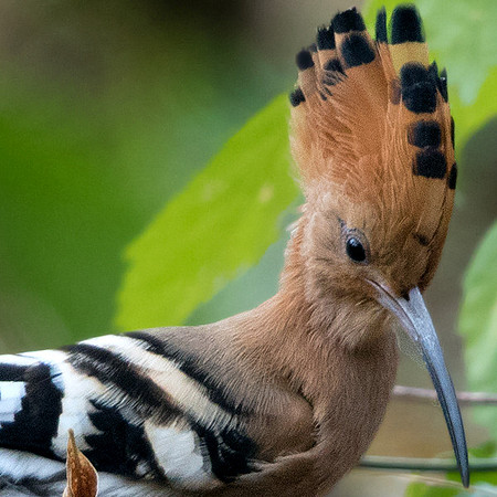 Common Hoopoe (Upupa epops)