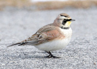 Horned Lark (Eremophila alpestris) also known as Shore Lark