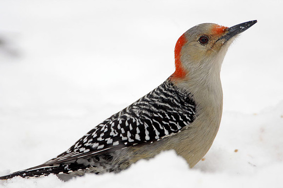 Red-bellied Woodpecker (Melanerpes carolinus) female