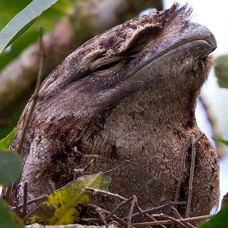 Tawny frogmouth (Podargus strigoides)