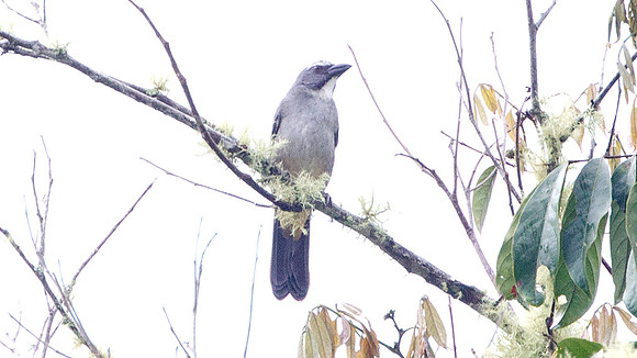 Greyish Saltator (Saltator coerulescens)