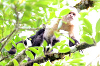 White-headed Capuchin (Cebus capucinus) also known as White-faced Capuchin