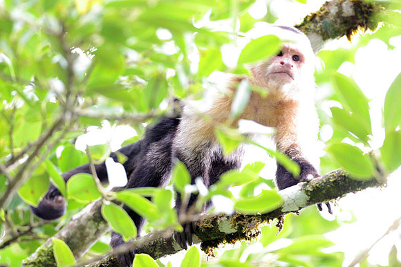 White-headed Capuchin (Cebus capucinus) also known as White-faced Capuchin