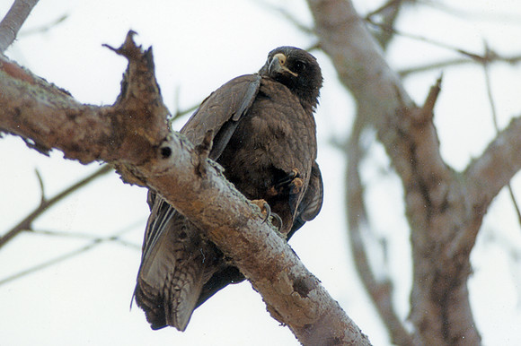 Galápagos Hawk (Buteo galapagoensis)