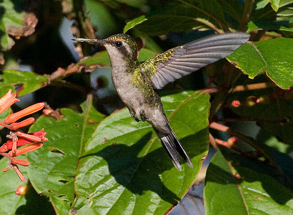 Cozumel Emerald (Chlorostilbon forficatus) female