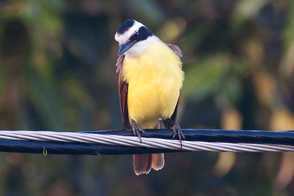 Great Kiskadee (Pitangus sulphuratus)