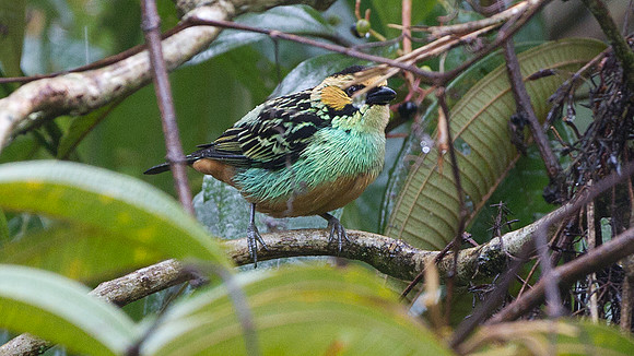 Golden-eared Tanager (Tangara chrysotis)