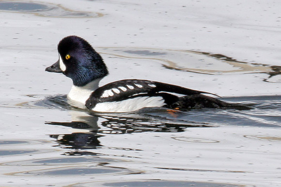 Barrow's Goldeneye (Bucephala islandica) male
