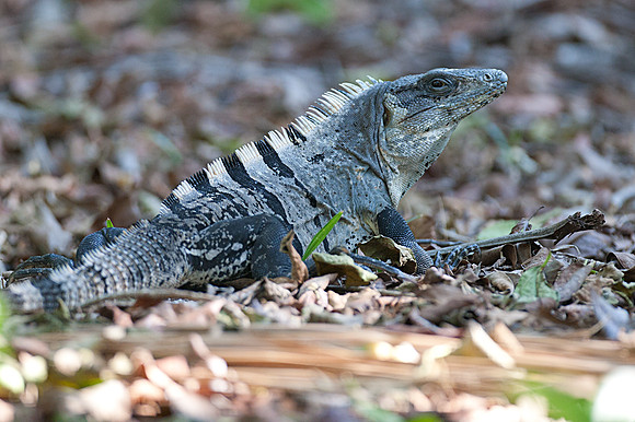 Spiny-tailed Iguana (Ctenosaura similis)