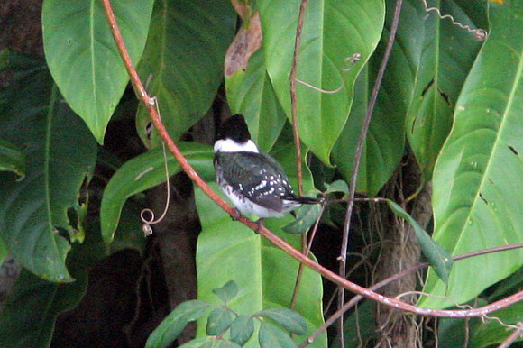 Green Kingfisher (Chloroceryle americana)