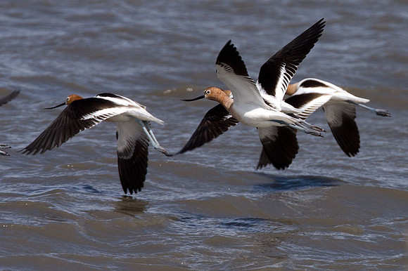 American Avocet (Recurvirostra americana)