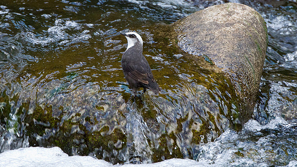 White-capped Dipper (Cinclus leucocephalus)