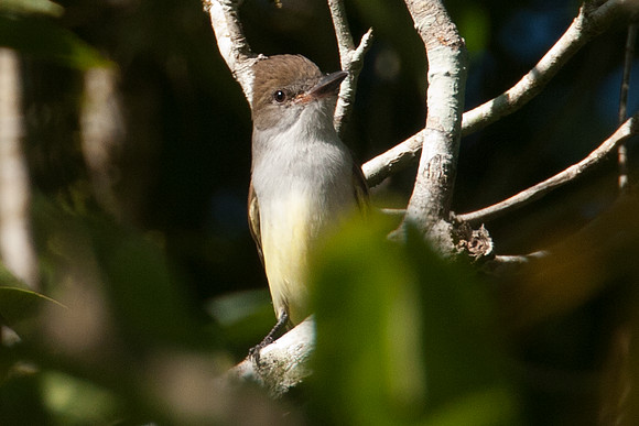 Tropical Pewee (Contopus cinereus)