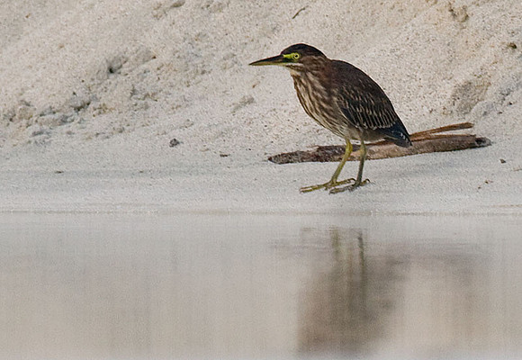Green Heron (Butorides virescens)