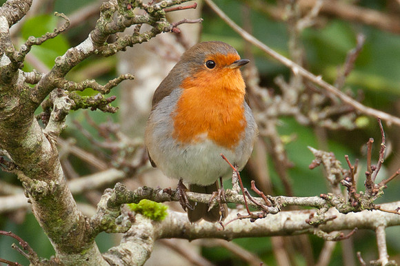 European Robin (Erithacus rubecula)
