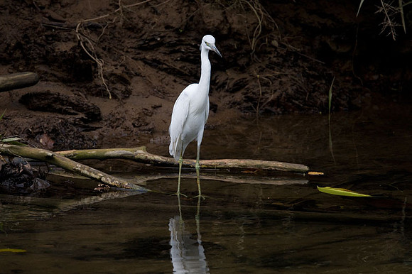 Little Blue Heron (Egretta caerulea) immature