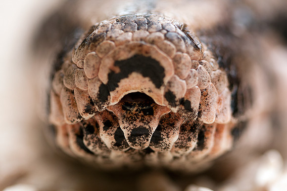 Boa Constrictor (Boa constrictor) captive