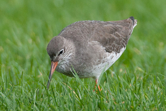 Common Redshank (Tringa totanus) also known as Redshank