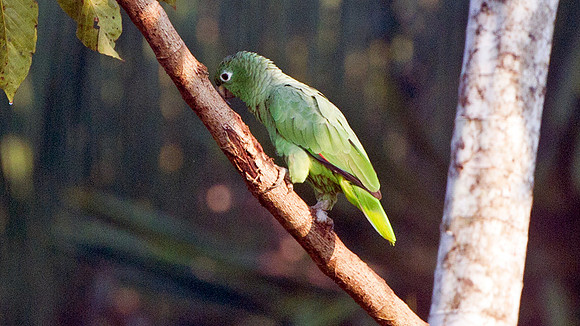 Mealy Parrot (Amazona farinosa)