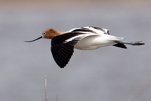 American Avocet (Recurvirostra americana)