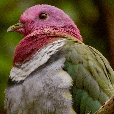 Pink-headed fruit dove (Ptilinopus porphyreus)