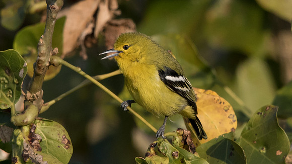Common iora (Aegithina tiphia)
