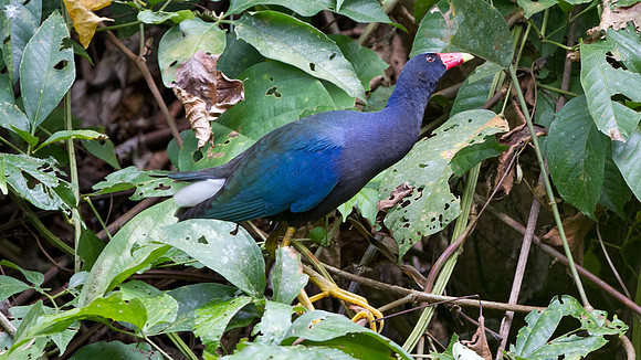 Purple Gallinule (Porphyrio martinica)