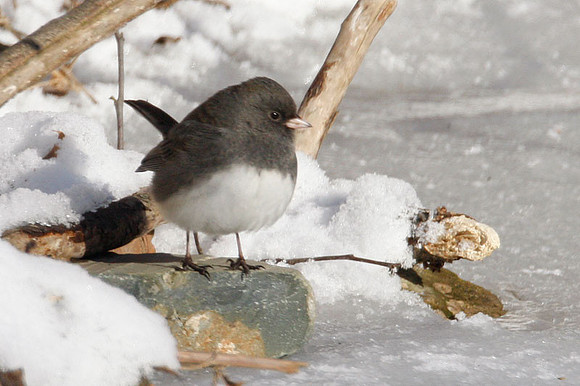Dark-eyed Junco (Junco hyemalis)