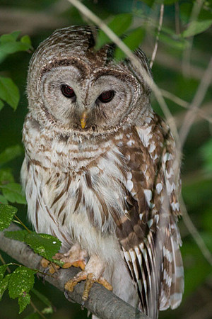 Barred Owl (Strix varia)