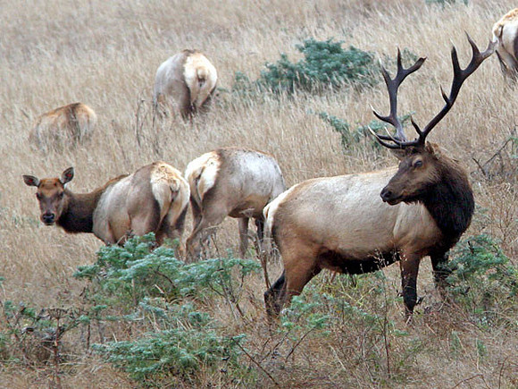 Tule Elk (Cervus elaphus nannodes)