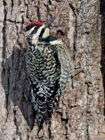 Yellow-bellied sapsucker (Sphyrapicus varius) Female