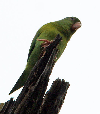 Orange-chinned Parakeet (Brotogeris jugularis) also known as Tovi Parakeet