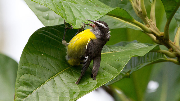 Bananaquit (Coereba flaveola)