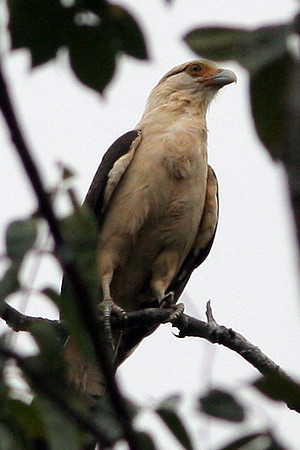 Yellow-headed Caracara (Milvago chimachima)