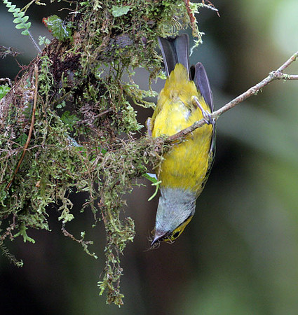 Silver-throated Tanager (Tangara icterocephala)