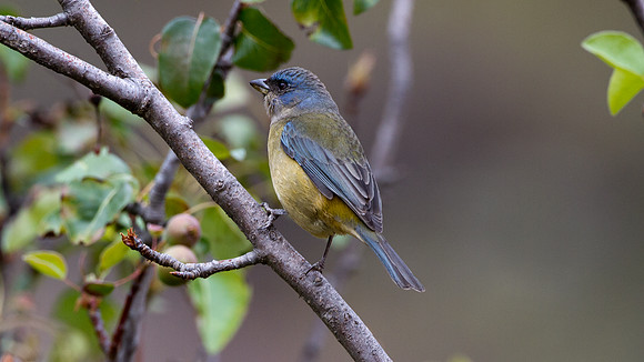 Blue-and-yellow Tanager (Thraupis bonariensis)