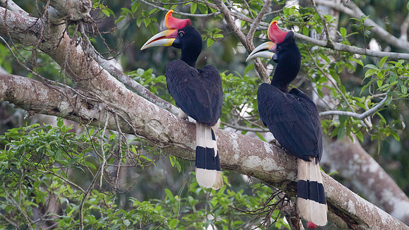 Rhinoceros Hornbill (Buceros rhinoceros) male, female