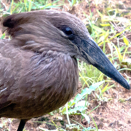Hamerkop (Scopus umbretta)