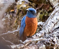 Chestnut-bellied rock thrush (Monticola rufiventris) Male