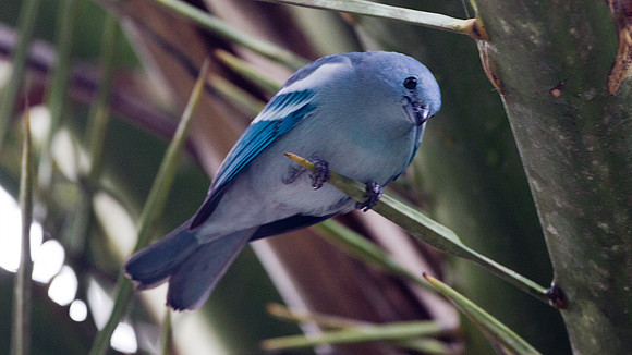 Blue-grey Tanager (Thraupis episcopus)