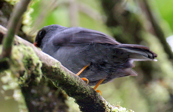 Black-faced Solitaire (Myadestes melanops)