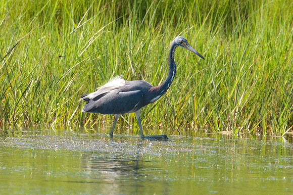 Tricolored Heron (Egretta tricolor)